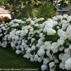 Incrediball® Hydrangea Shrub -Brighter Blooms Incrediball Hydrangea 3 BB