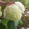 Incrediball® Hydrangea Shrub -Brighter Blooms Incrediball Hydrangea BB 600x600 9a086a69 b15b 40c1 9ce7 72e9bc77e9b2