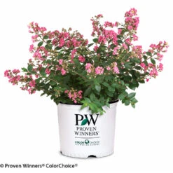 Infinitini® Brite Pink Dwarf Crape Myrtle Tree -Brighter Blooms Infinitini Brite Pink Crape Myrtle 2
