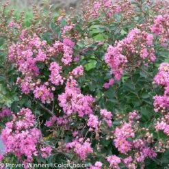 Infinitini® Brite Pink Dwarf Crape Myrtle Tree -Brighter Blooms Infinitini Brite Pink Crape Myrtle 3 BB
