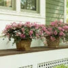 Infinitini® Brite Pink Dwarf Crape Myrtle Tree -Brighter Blooms Infinitini Brite Pink Crape Myrtle 600x600 8d0961e2 6ec6 47fa bfcc 3b4492421239