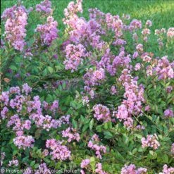 Infinitini® Orchid Dwarf Crape Myrtle Tree -Brighter Blooms Infinitini Orchid Crape Myrtle 2