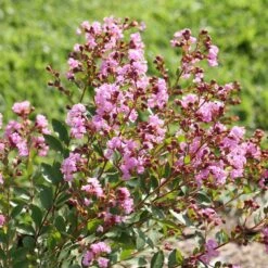 Infinitini® Orchid Dwarf Crape Myrtle Tree -Brighter Blooms Infinitini Orchid Crape Myrtle 3