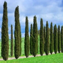 Italian Cypress Tree 12 Italian Cypress Tree -Brighter Blooms Italian Cypress 1 BB