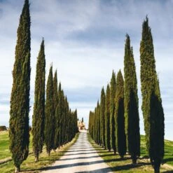 Italian Cypress Tree -Brighter Blooms Italian Cypress 4 BB 54feeb80 e54f 4219 802d ad750d98b1fa