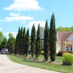 Italian Cypress Tree 11 Italian Cypress Tree -Brighter Blooms Italian Cypress 6 BB