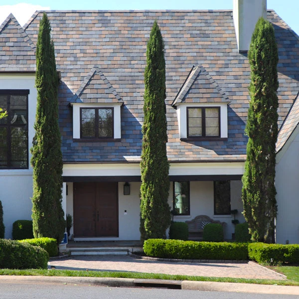 Italian Cypress Tree 3 Italian Cypress Tree