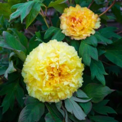 Bartzella Peony -Brighter Blooms Itoh Peony Bartzella 3 BB