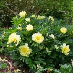 Bartzella Peony -Brighter Blooms Itoh Peony Bartzella 5