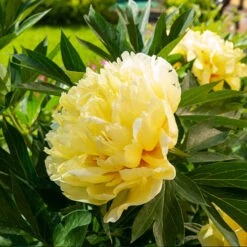 Bartzella Peony