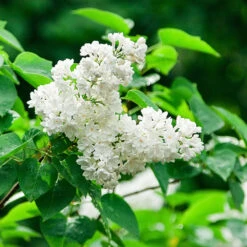 Ivory Silk Japanese Lilac Tree -Brighter Blooms Ivory Silk Lilac 2