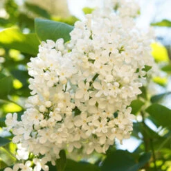 Ivory Silk Japanese Lilac Tree -Brighter Blooms Ivory Silk Lilac 4