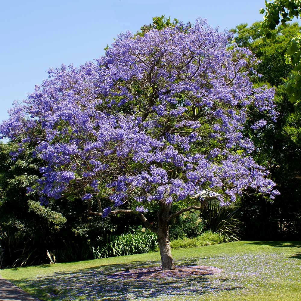 Jacaranda Tree 3 Jacaranda Tree