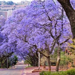 Jacaranda Tree 8 Jacaranda Tree -Brighter Blooms Jacaranda 6
