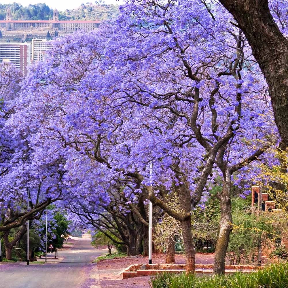 Jacaranda Tree 5 Jacaranda Tree - Image 3