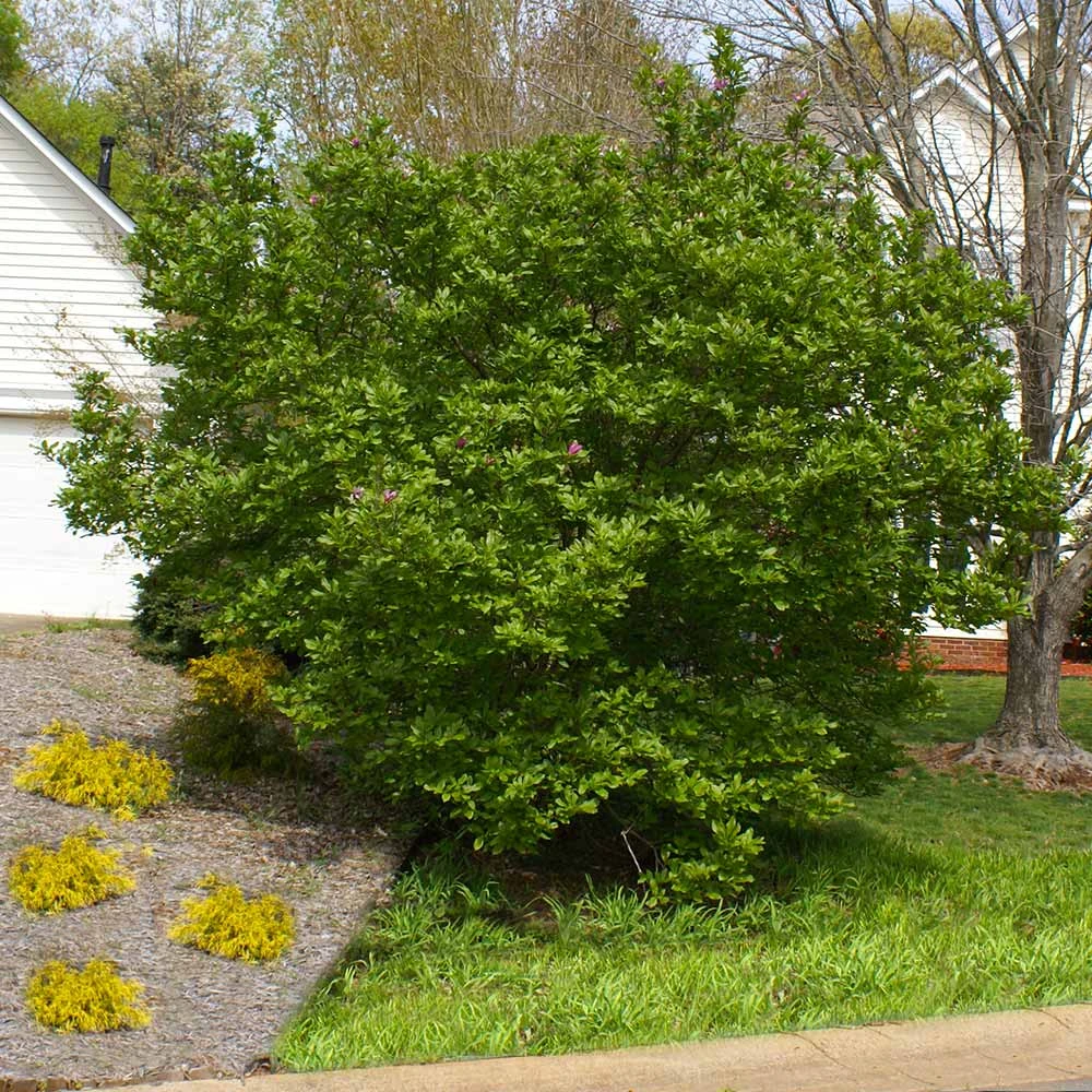 Jane Magnolia Tree 7 Jane Magnolia Tree - Image 5