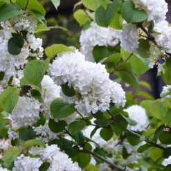Japanese Snowball Bush -Brighter Blooms Japanese VIburnum 4 BB