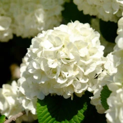 Japanese Snowball Bush -Brighter Blooms Japanese VIburnum 6
