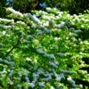Japanese Snowball Bush 2 Japanese Snowball Bush -Brighter Blooms Japanese VIburnum BB 600x600 1e4cb826 059a 4e79 8e22 1dcc1c7fc6d7