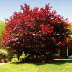 Emperor Japanese Maple Tree -Brighter Blooms Japanese Maple Emperor 3 BB
