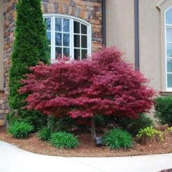 Red Dragon Japanese Maple Tree -Brighter Blooms Japanese Maple Red Dragon 1 BB
