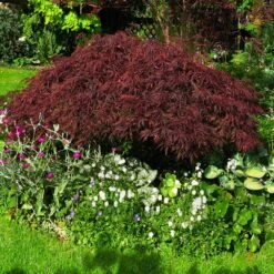 Red Dragon Japanese Maple Tree -Brighter Blooms Japanese Maple Red Dragon 4 BB
