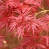 Red Dragon Japanese Maple Tree -Brighter Blooms Japanese Maple Red Dragon BB 600x600 fc4793f8 8cd7 48ff 8a91 937828e60a65