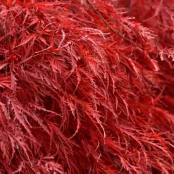 Tamukeyama Japanese Maple Tree -Brighter Blooms Japanese Maple Tamukayama 5