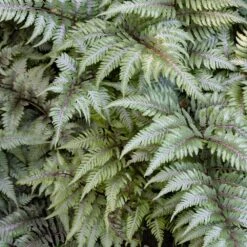 Japanese Painted Fern 9 Japanese Painted Fern -Brighter Blooms Japanese Painted Fern 3 BB