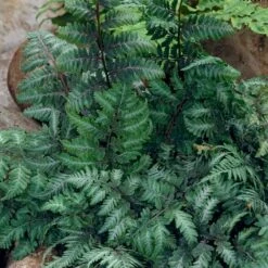Japanese Painted Fern 10 Japanese Painted Fern -Brighter Blooms Japanese Painted Fern 5