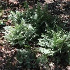 Japanese Painted Fern 11 Japanese Painted Fern -Brighter Blooms Japanese Painted Fern 6