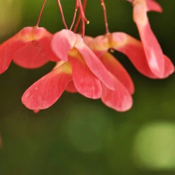 Red Select Japanese Maple -Brighter Blooms Japanese Red Select 4