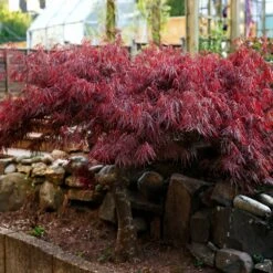 Red Select Japanese Maple -Brighter Blooms Japanese Red Select 6 BB