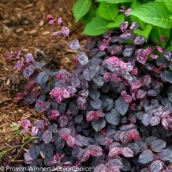Jazz Hands® Variegated Loropetalum 9 Jazz Hands® Variegated Loropetalum -Brighter Blooms Jazz Hands loropetalum 5 BB