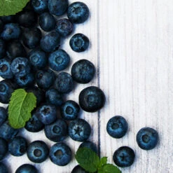 Jewel Blueberry Bush -Brighter Blooms Jewel Blueberry 2