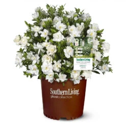 Jubilation™ Gardenia Shrub 9 Jubilation™ Gardenia Shrub -Brighter Blooms Jubilation Gardenia 1