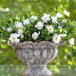 Jubilation™ Gardenia Shrub 10 Jubilation™ Gardenia Shrub -Brighter Blooms Jubilation Gardenia 2