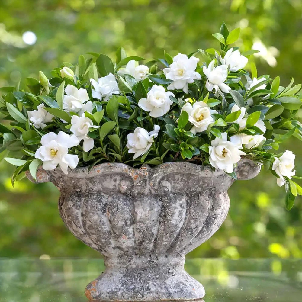 Jubilation™ Gardenia Shrub 6 Jubilation™ Gardenia Shrub - Image 4