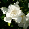 Jubilation™ Gardenia Shrub 2 Jubilation™ Gardenia Shrub -Brighter Blooms Jubilation Gardenia BB 600x600 cc8bbbad 2fce 4360 aac5 e8660c986f53