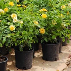 Julia Child Rose -Brighter Blooms Julia Child Rose 7