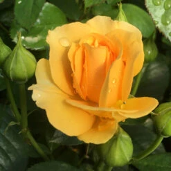 Julia Child Standard Rose Tree -Brighter Blooms Julia Child Rose Tree 6 BB