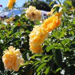 Julia Child Standard Rose Tree -Brighter Blooms Julia Child Rose Tree 8