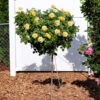 Julia Child Standard Rose Tree -Brighter Blooms Julia Child Rose Tree BB 600x600 35ce3750 8e23 4b8c bcd7 d73bd2717ce7