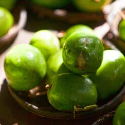 June Plum Tree 9 June Plum Tree -Brighter Blooms June Plum 2 BB