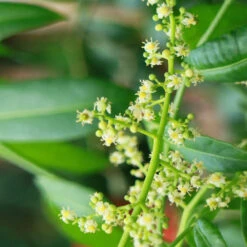 June Plum Tree 8 June Plum Tree -Brighter Blooms June Plum 3 BB