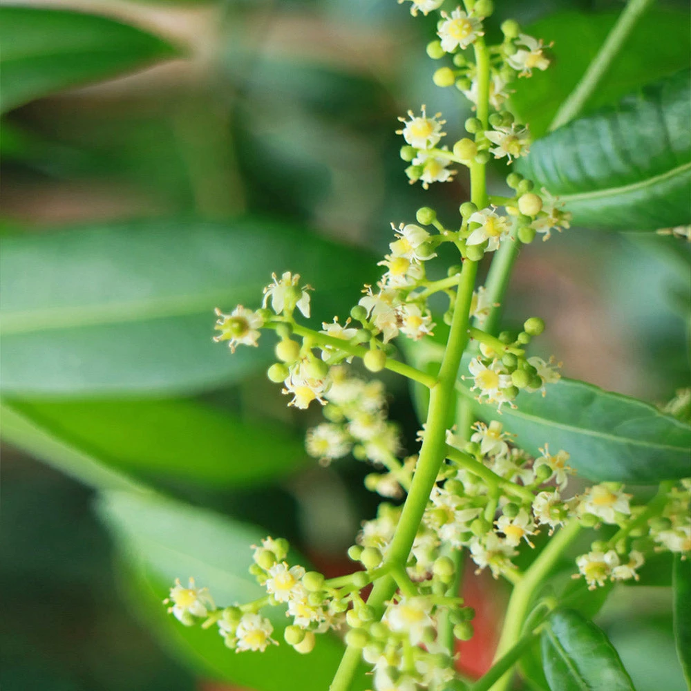 June Plum Tree 5 June Plum Tree - Image 3