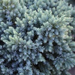 Blue Star Juniper Tree 9 Blue Star Juniper Tree -Brighter Blooms Juniper BLue Star Standard 1 BB