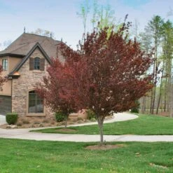 Krauter Vesuvius Flowering Plum Tree -Brighter Blooms KV Flowering Plum 4