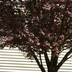 Krauter Vesuvius Flowering Plum Tree -Brighter Blooms KV Flowering Plum 5