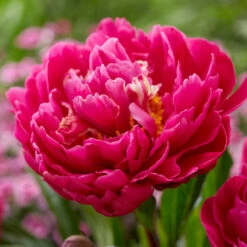 Karl Rosenfield Peony -Brighter Blooms Karl Rosenfield Peony 1 BB